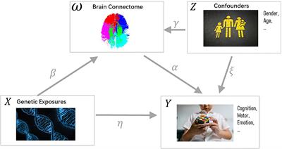 Imaging Genetic Based Mediation Analysis for Human Cognition